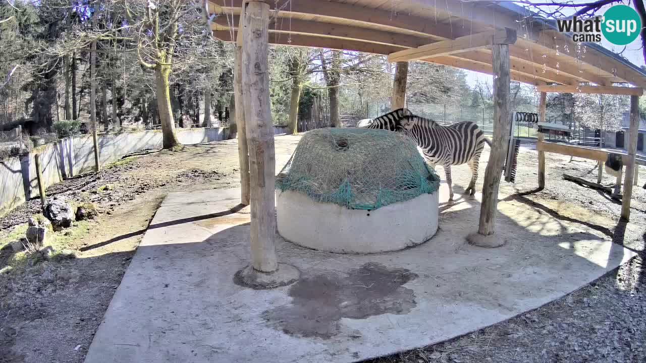 Live webcam Zebras in Ljubljana ZOO – Slovenia