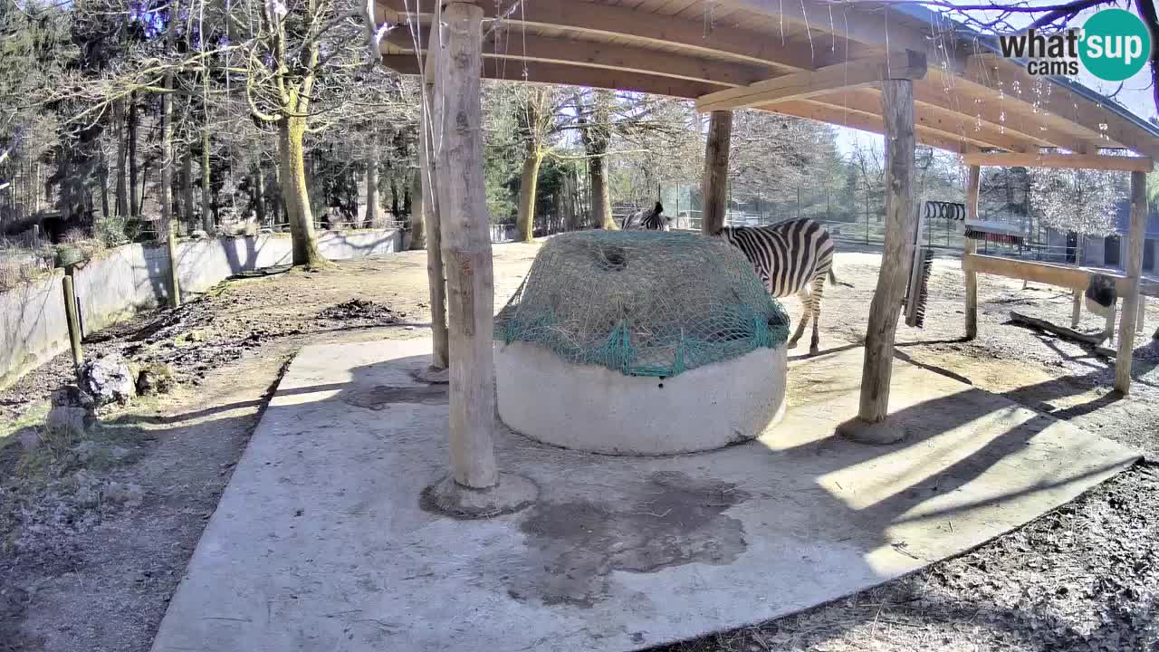 Live webcam Les zèbres in Ljubljana ZOO – Slovénie