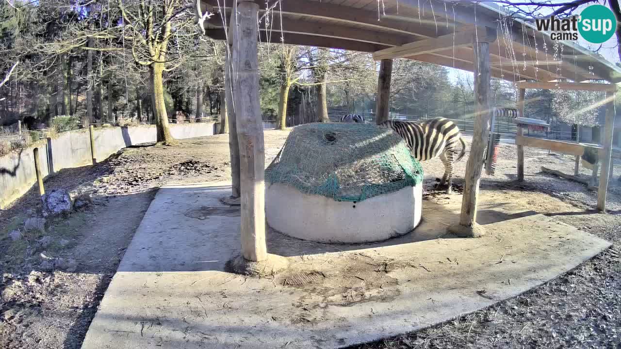 Live webcam Les zèbres in Ljubljana ZOO – Slovénie