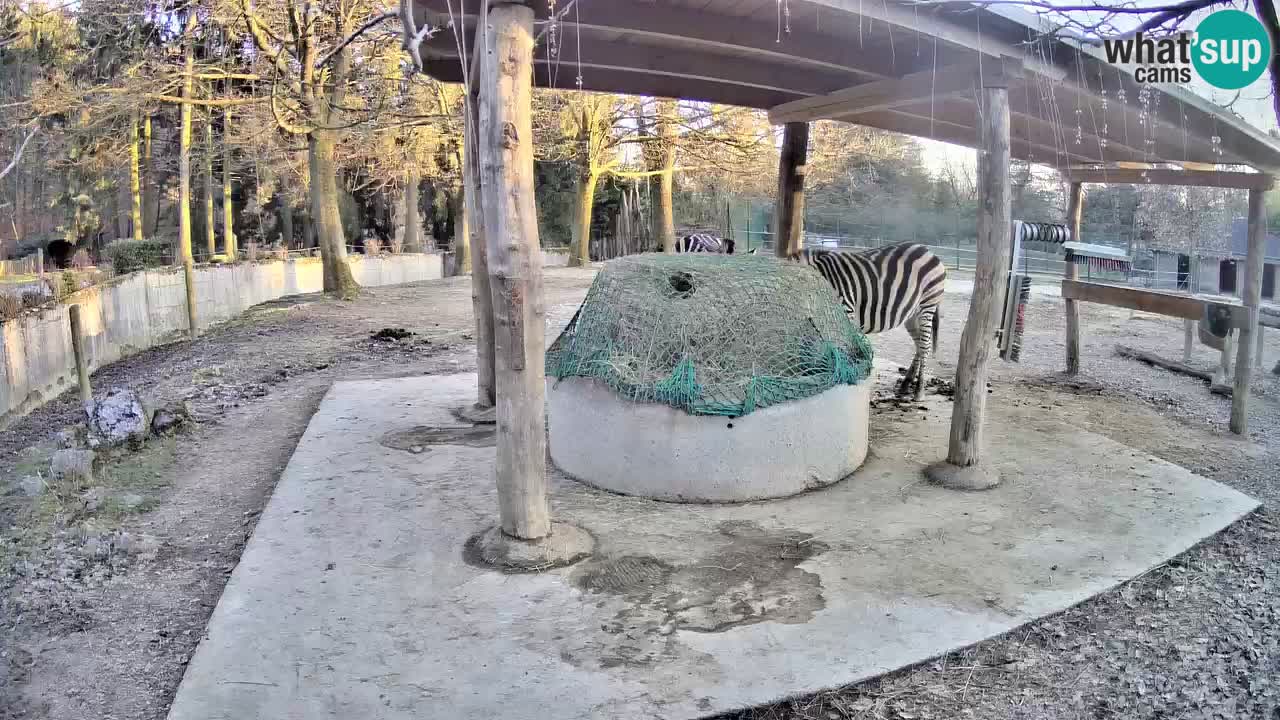 Zebre v živo v živalskem vrtu Ljubljana ZOO spletne kamere