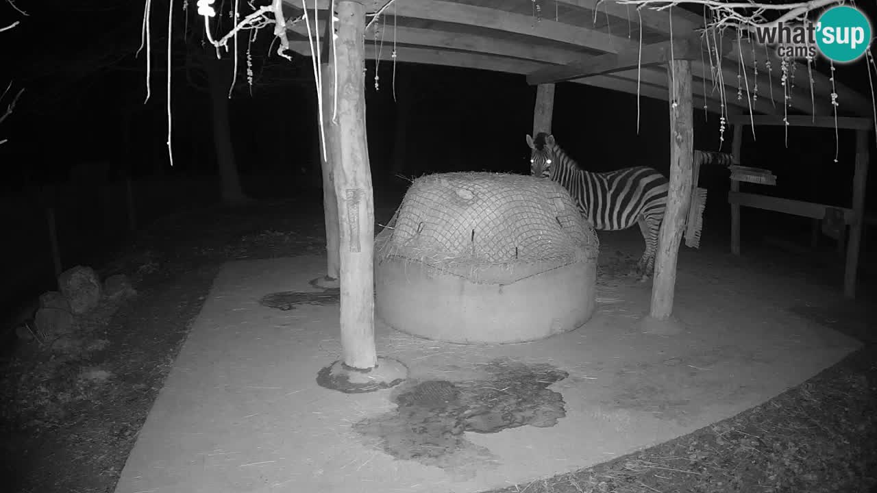 Web kamera uživo Zebras u ZOO Ljubljana – Slovenija