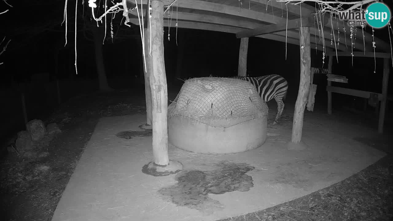 Live webcam Zebras in Ljubljana ZOO – Slovenia