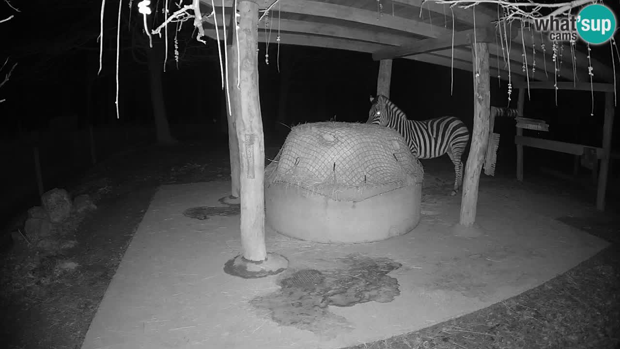 Zebre v živo v živalskem vrtu Ljubljana ZOO spletne kamere