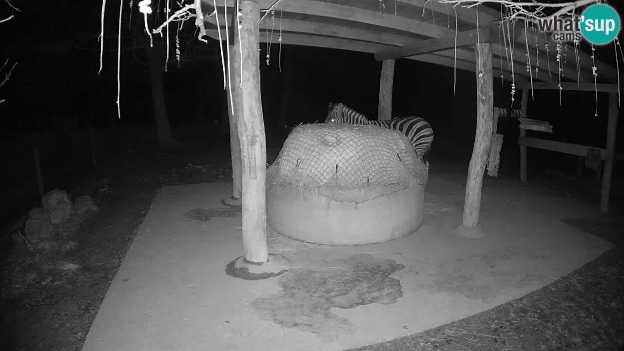 Live Webcam Zebras in Ljubljana ZOO – Slowenien