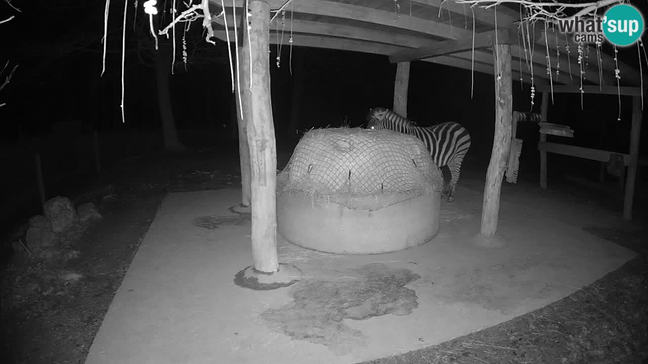 Live webcam Zebras in Ljubljana ZOO – Slovenia