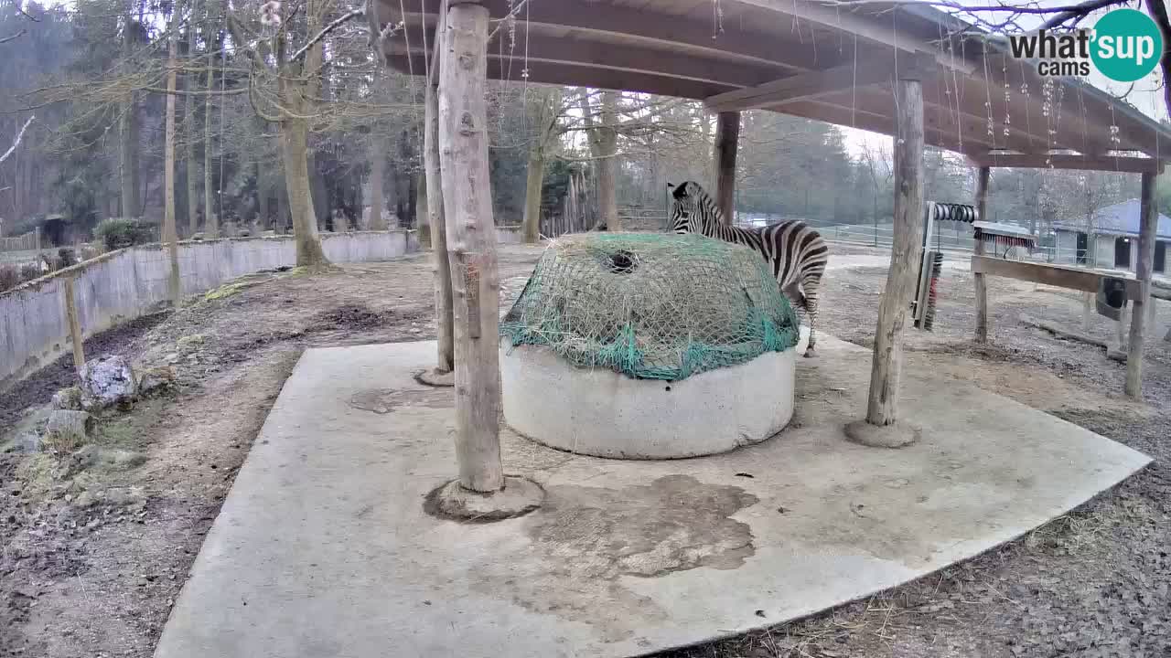 Live Webcam Zebras in Ljubljana ZOO – Slowenien