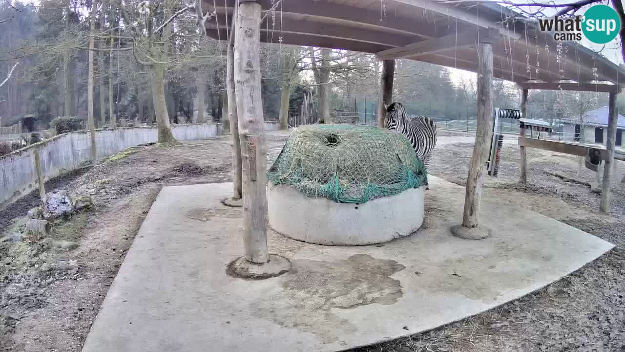 Le Zebre nello ZOO di Ljubljana – Slovenia Live webcam