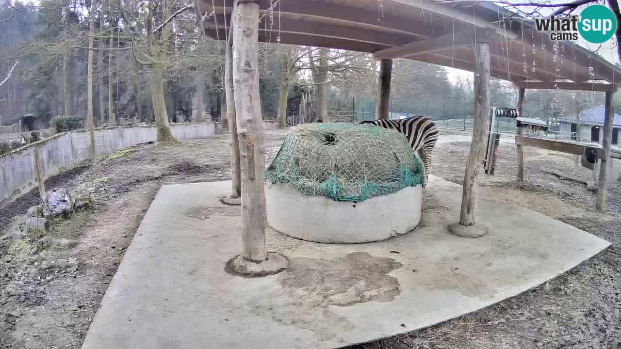 Live Webcam Zebras in Ljubljana ZOO – Slowenien