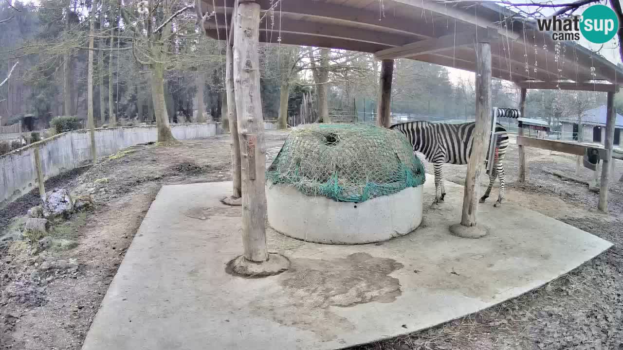 Web kamera uživo Zebras u ZOO Ljubljana – Slovenija