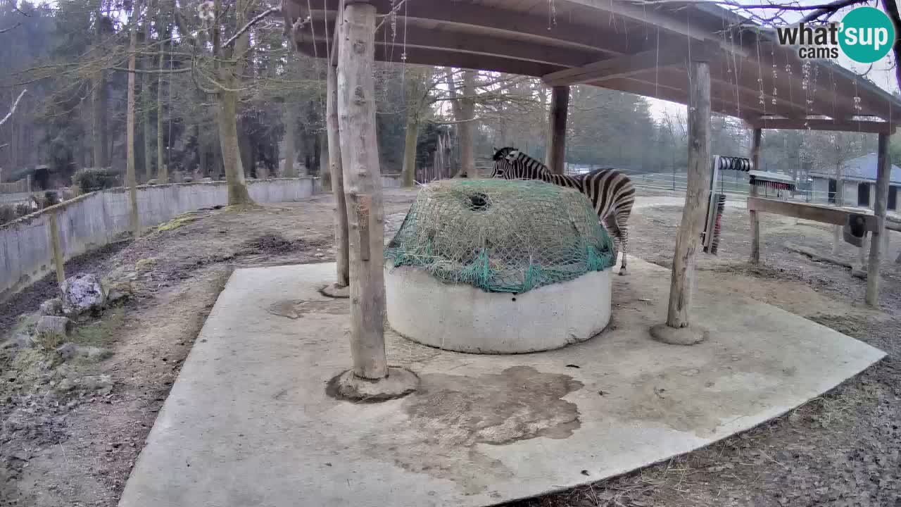 Zebre v živo v živalskem vrtu Ljubljana ZOO spletne kamere