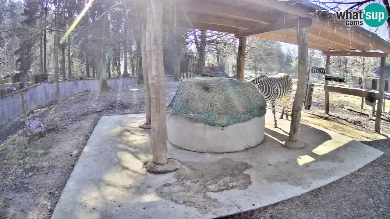 Live Webcam Zebras in Ljubljana ZOO – Slowenien