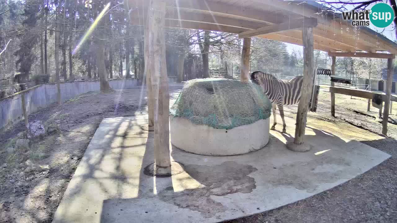 Camera en vivo Cebras in Ljubljana ZOO – Eslovenia