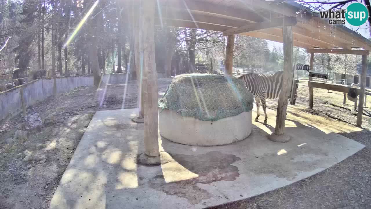 Camera en vivo Cebras in Ljubljana ZOO – Eslovenia