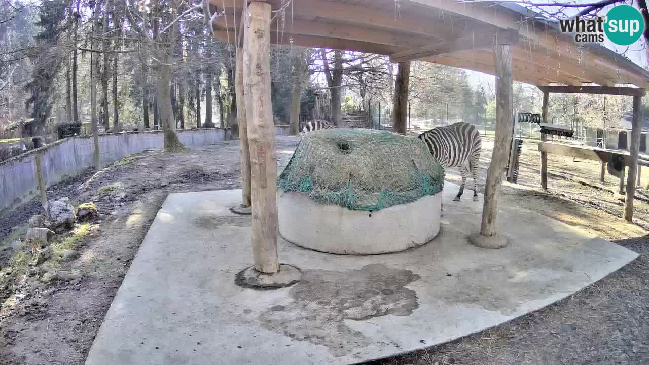 Live webcam Zebras in Ljubljana ZOO – Slovenia