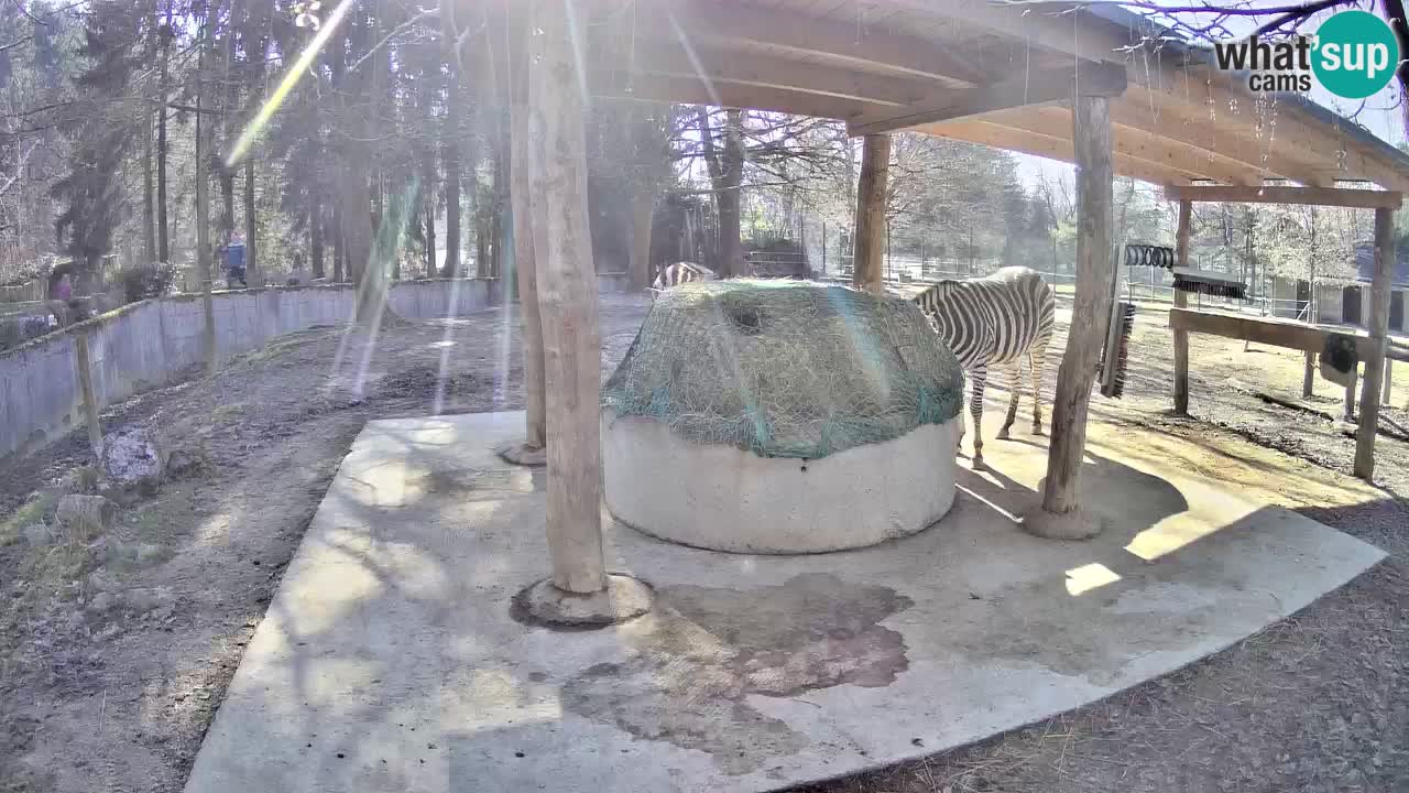 Live Webcam Zebras in Ljubljana ZOO – Slowenien