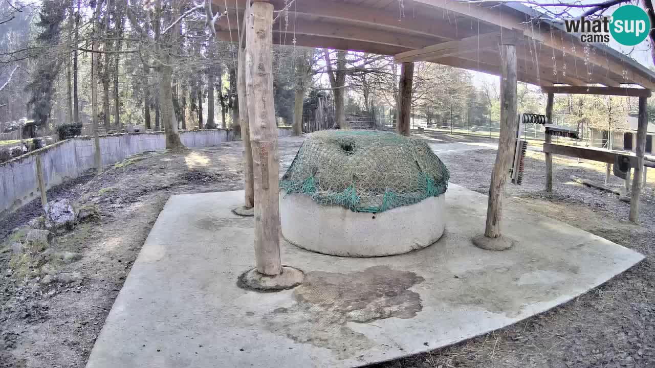 Live webcam Les zèbres in Ljubljana ZOO – Slovénie