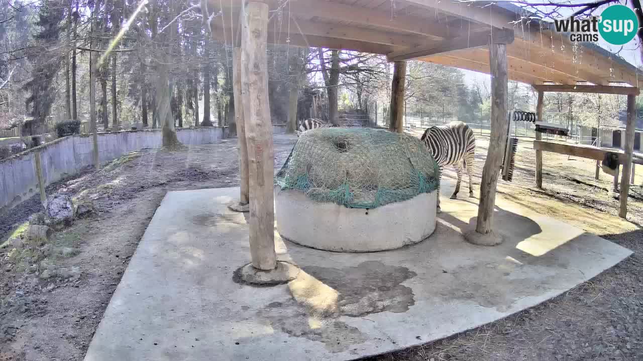 Camera en vivo Cebras in Ljubljana ZOO – Eslovenia