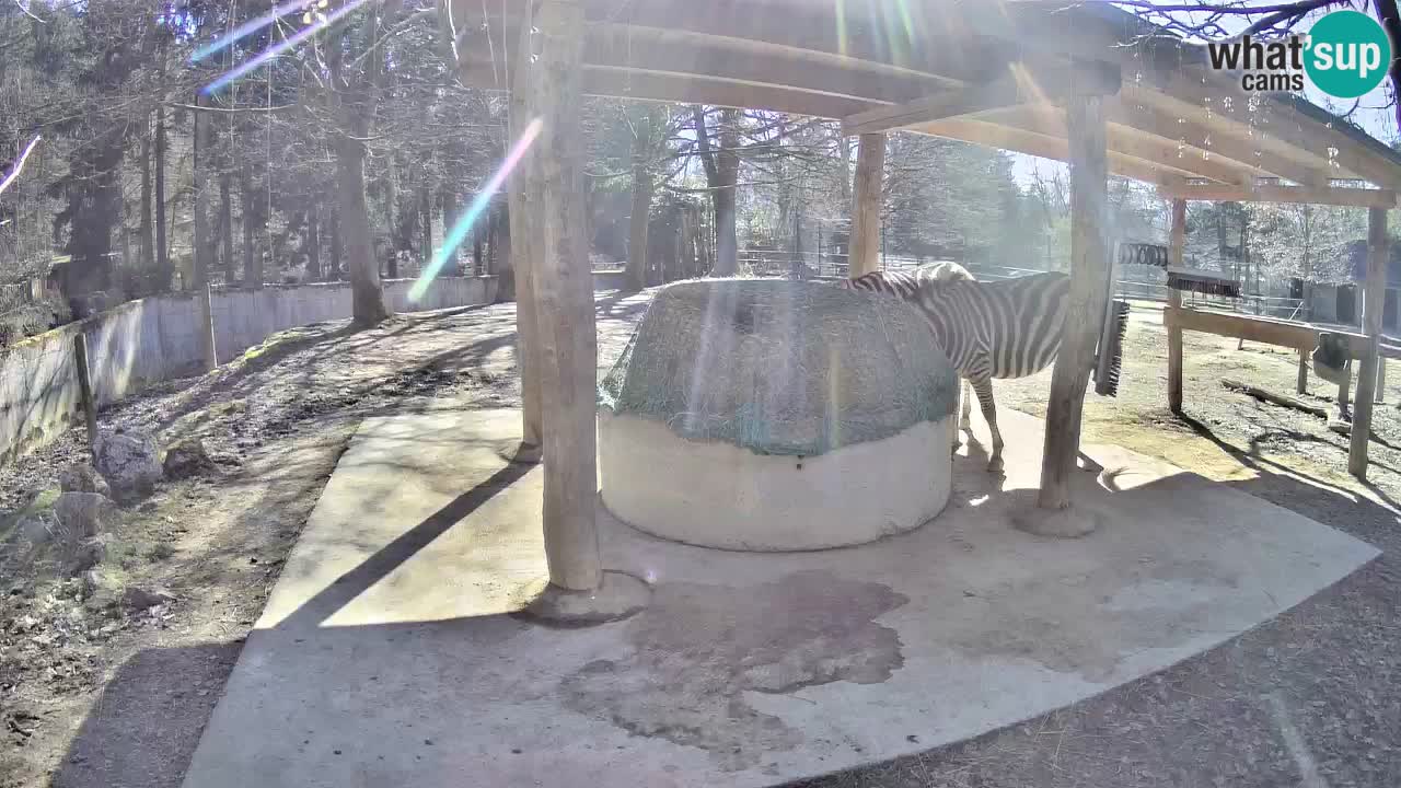 Web kamera uživo Zebras u ZOO Ljubljana – Slovenija