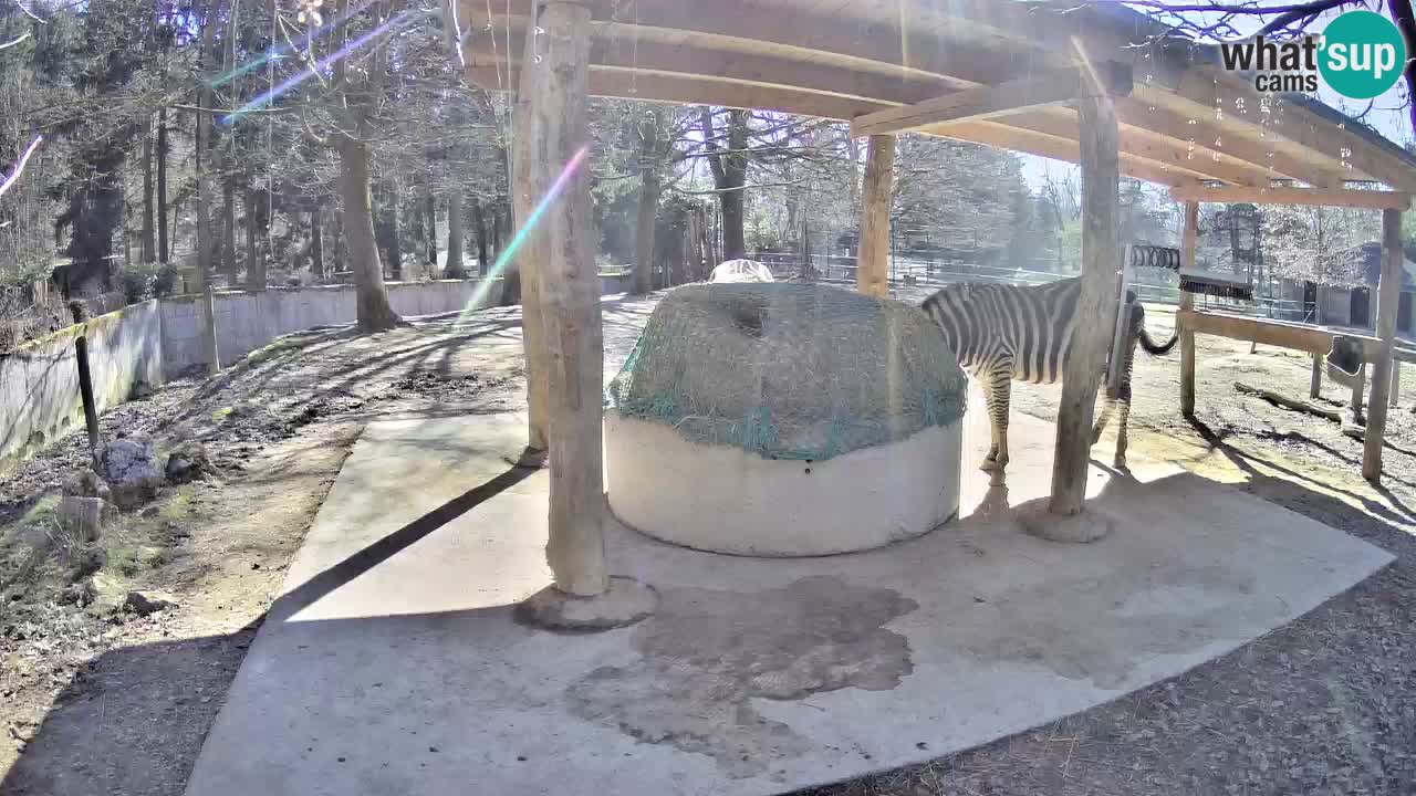 Camera en vivo Cebras in Ljubljana ZOO – Eslovenia