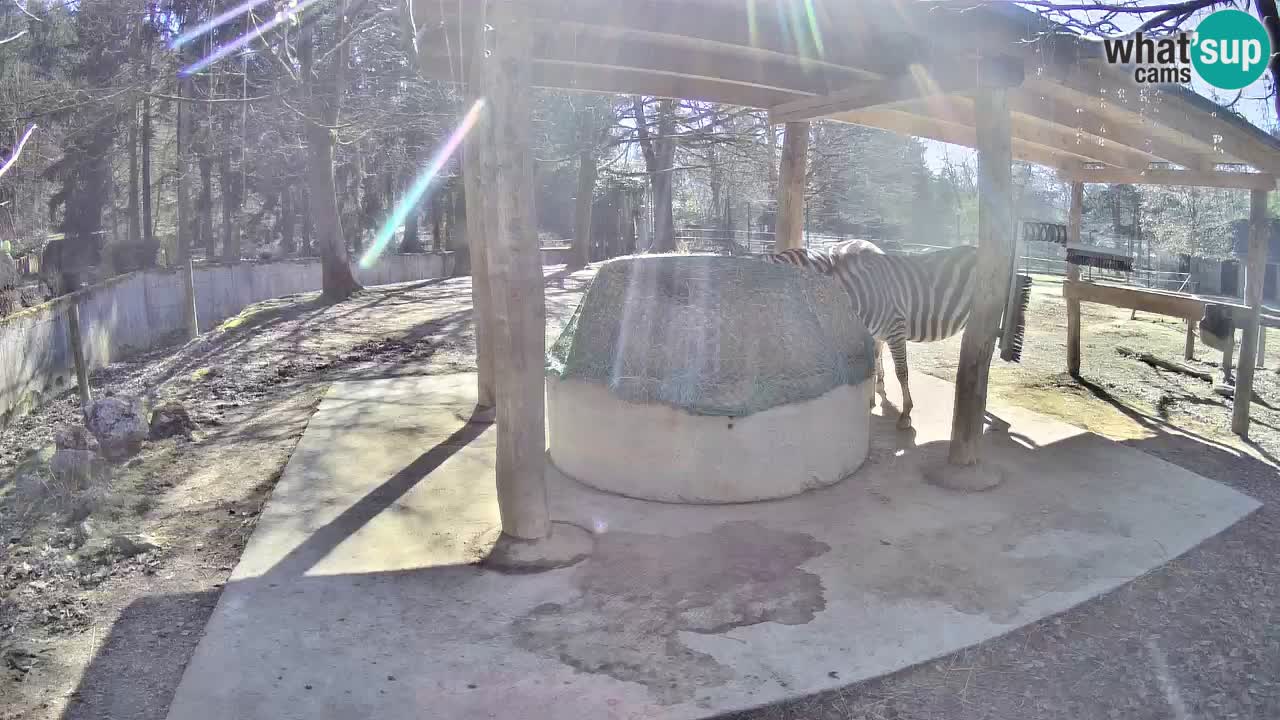 Zebre v živo v živalskem vrtu Ljubljana ZOO spletne kamere