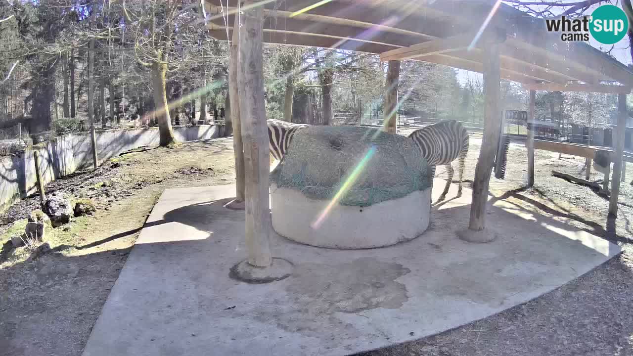 Live webcam Zebras in Ljubljana ZOO – Slovenia