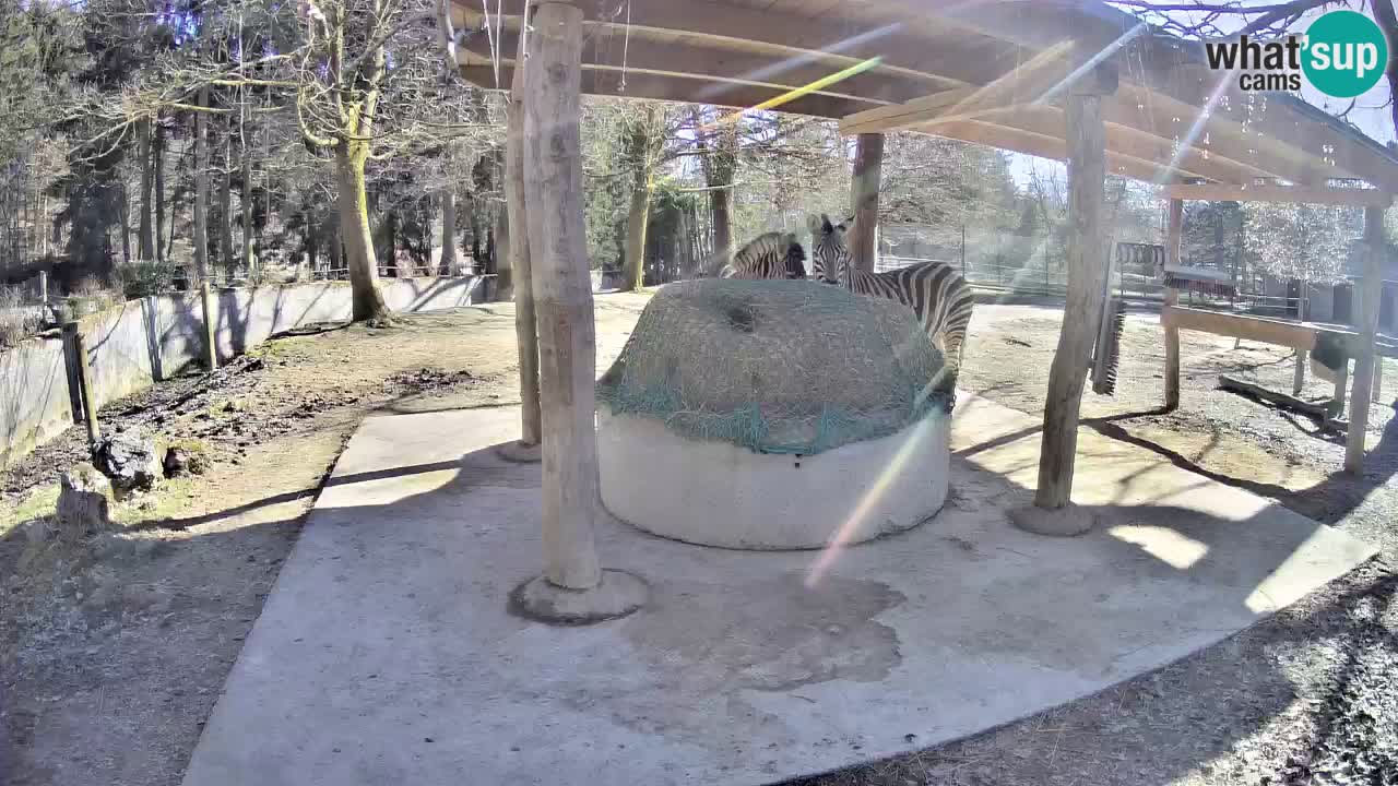 Zebre v živo v živalskem vrtu Ljubljana ZOO spletne kamere