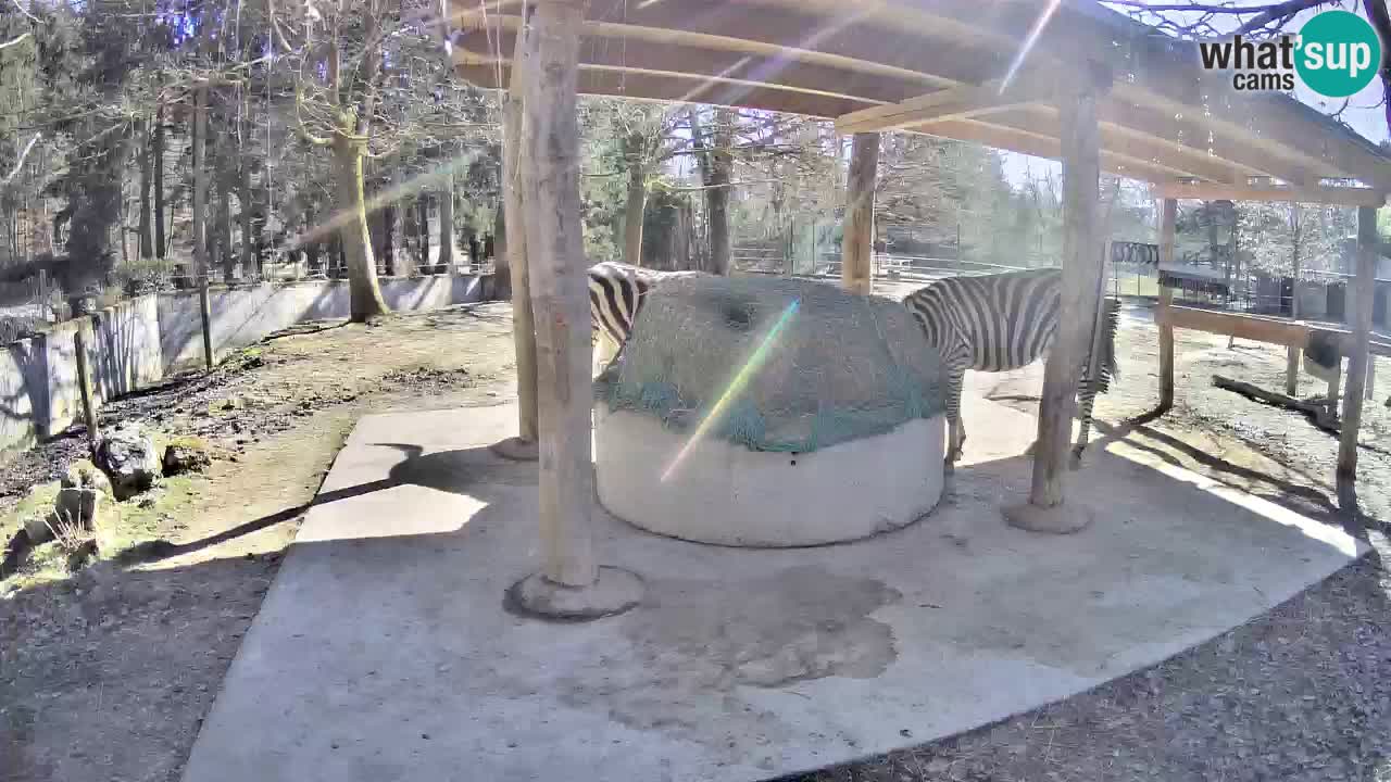 Live Webcam Zebras in Ljubljana ZOO – Slowenien