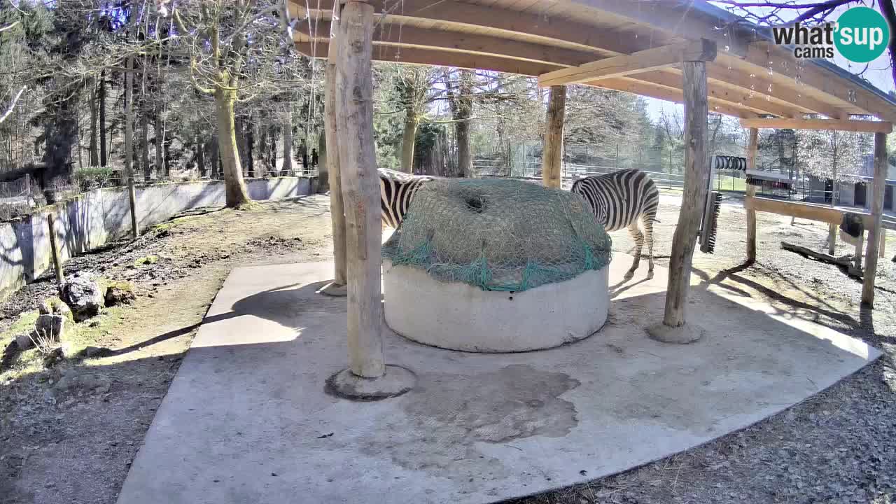 Live webcam Zebras in Ljubljana ZOO – Slovenia