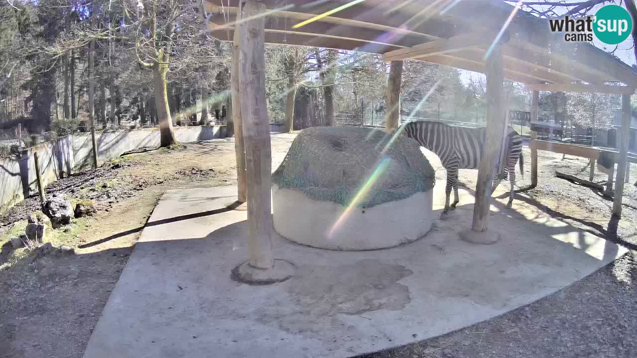 Live webcam Les zèbres in Ljubljana ZOO – Slovénie