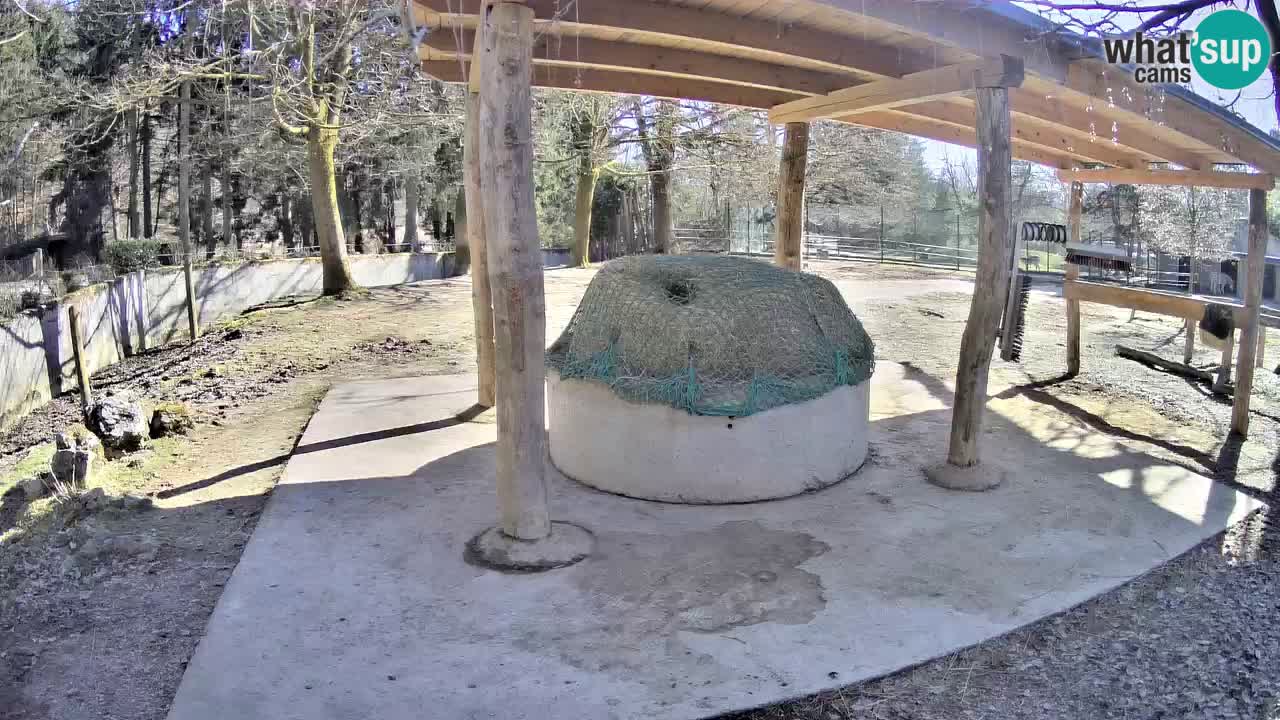 Live Webcam Zebras in Ljubljana ZOO – Slowenien