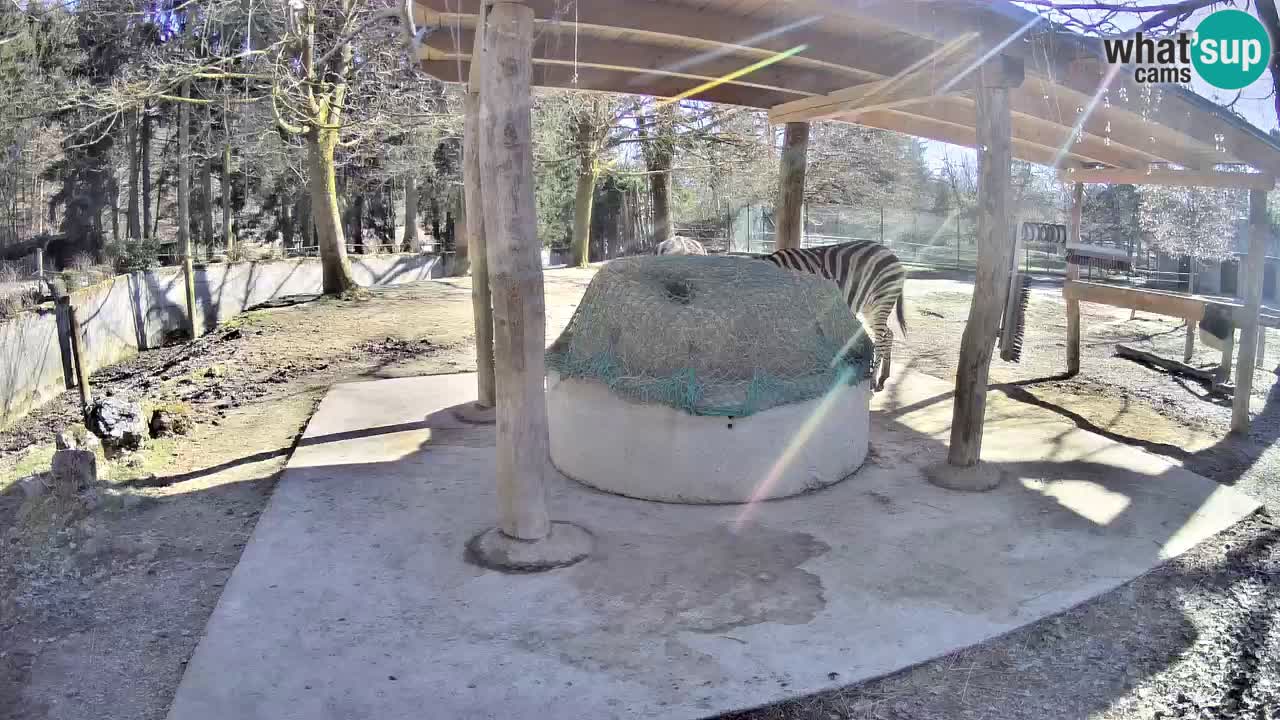 Live Webcam Zebras in Ljubljana ZOO – Slowenien