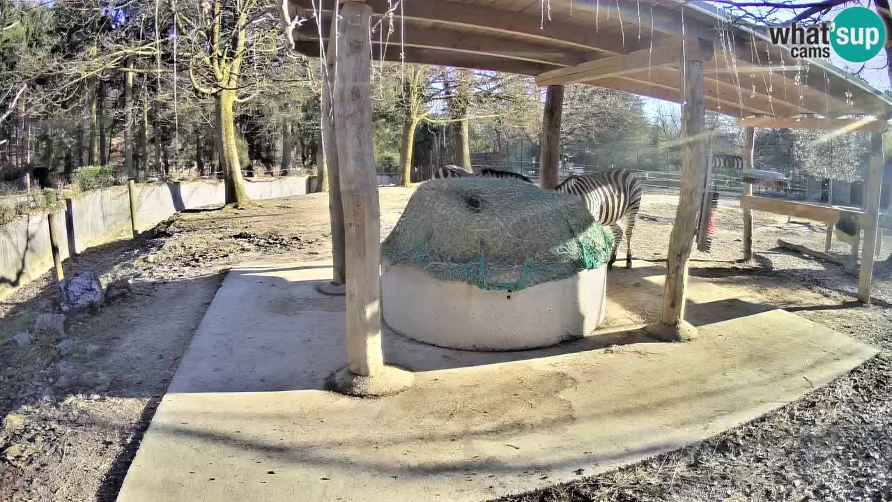 Live webcam Zebras in Ljubljana ZOO – Slovenia