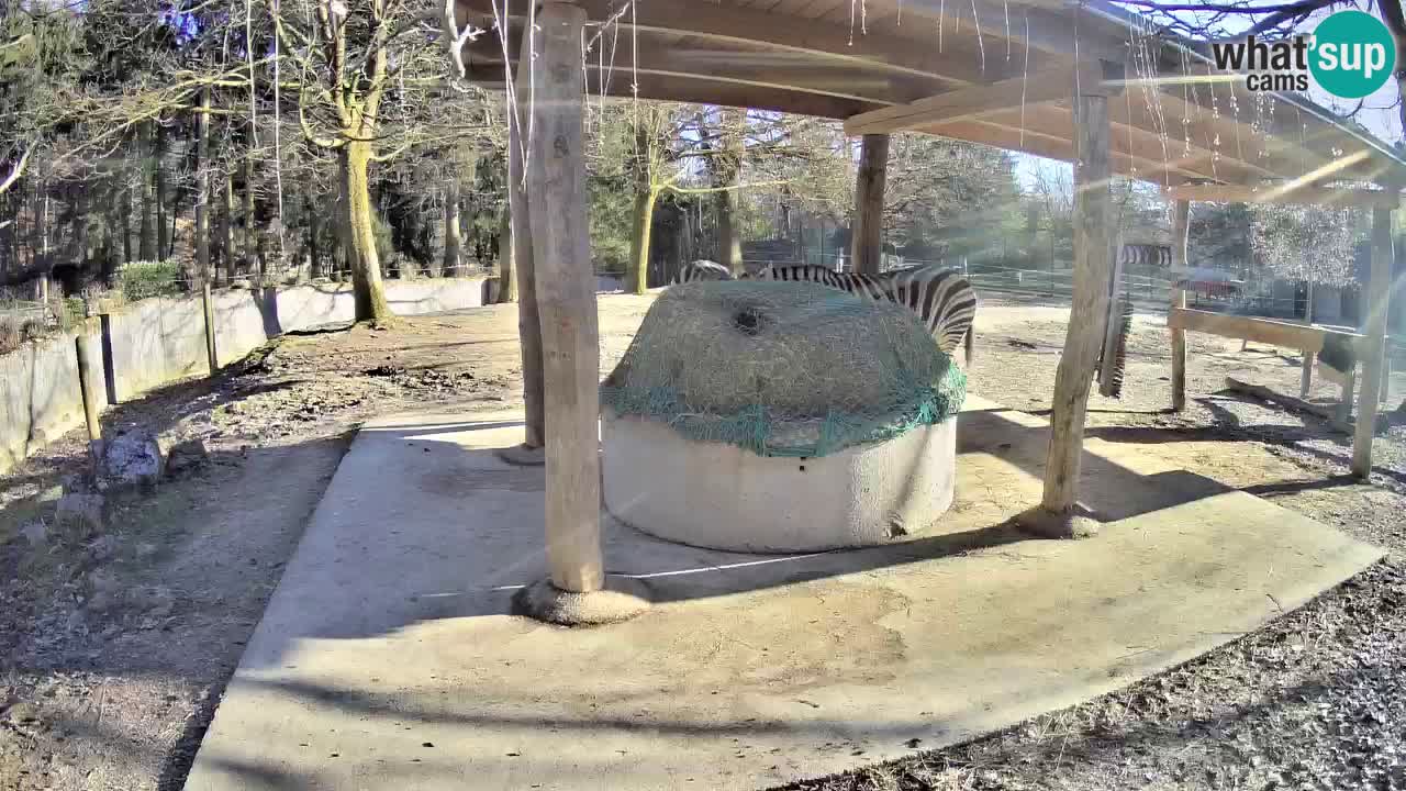 Live Webcam Zebras in Ljubljana ZOO – Slowenien