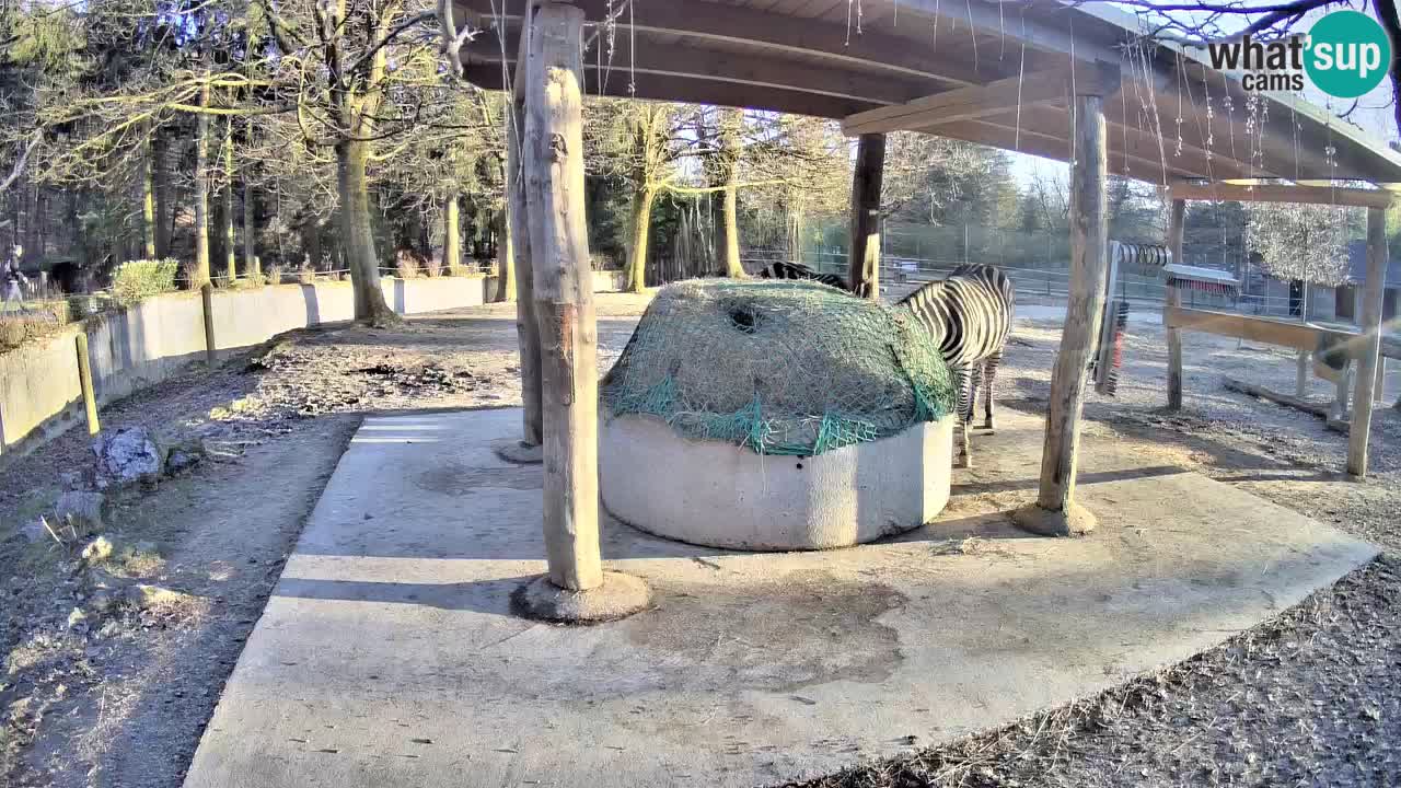 Live webcam Les zèbres in Ljubljana ZOO – Slovénie