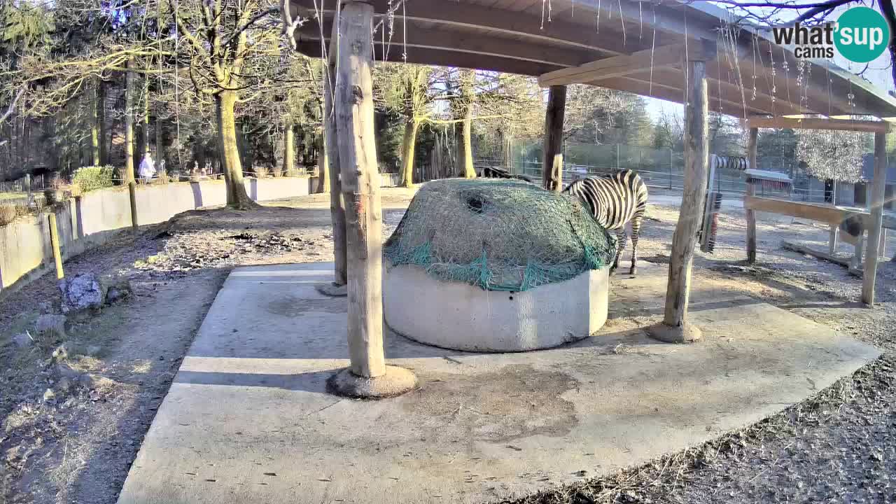 Live webcam Les zèbres in Ljubljana ZOO – Slovénie