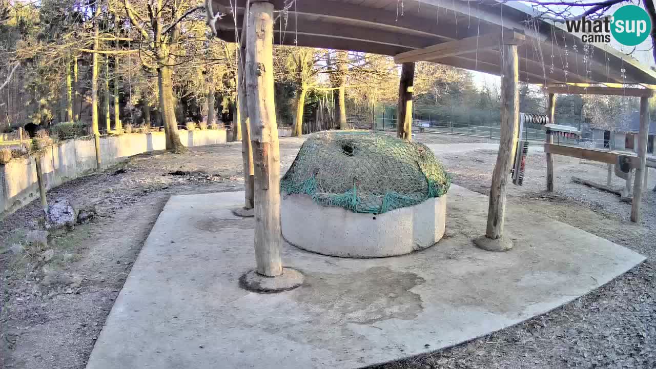 Live Webcam Zebras in Ljubljana ZOO – Slowenien