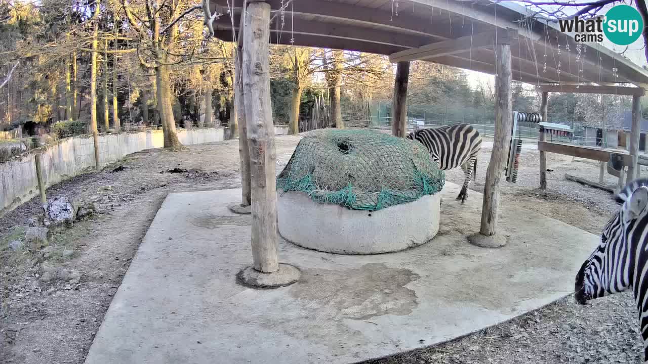 Le Zebre nello ZOO di Ljubljana – Slovenia Live webcam