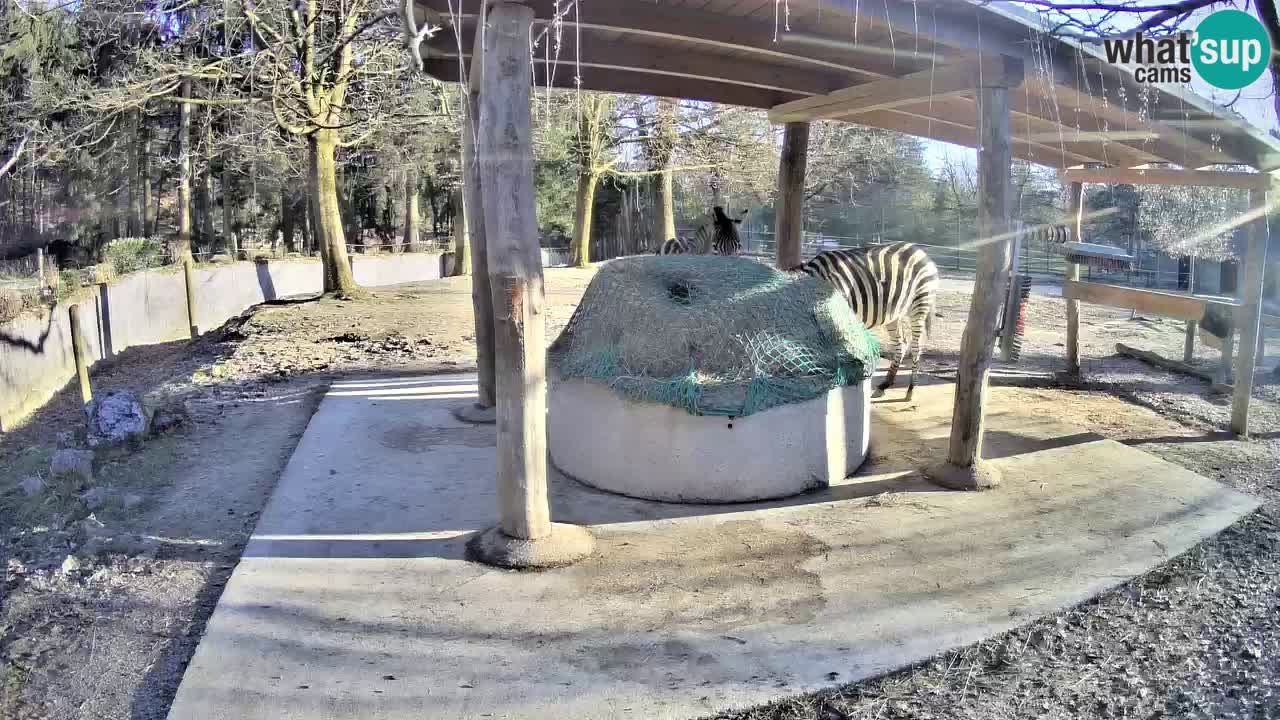 Zebre v živo v živalskem vrtu Ljubljana ZOO spletne kamere