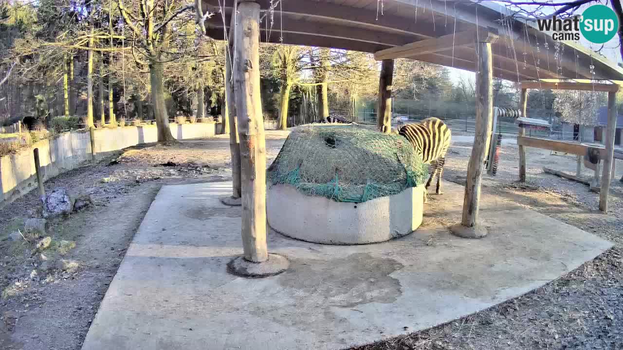 Live Webcam Zebras in Ljubljana ZOO – Slowenien