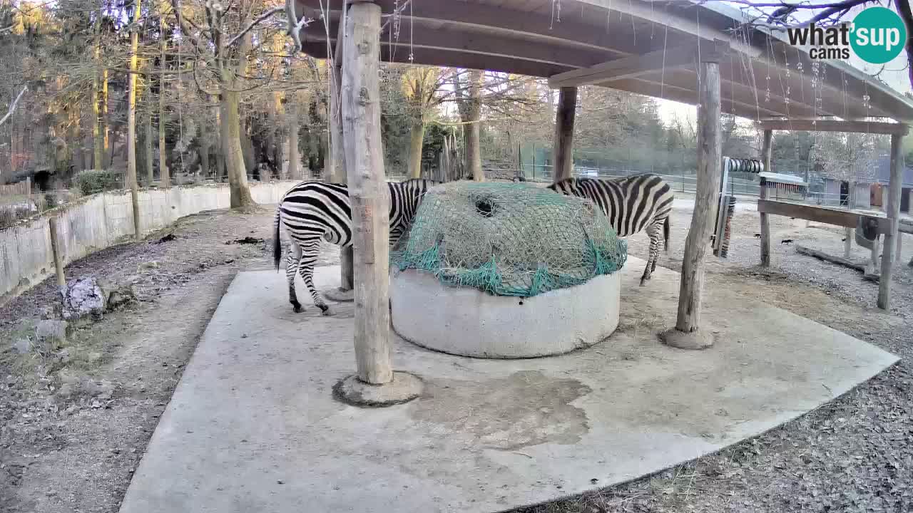 Camera en vivo Cebras in Ljubljana ZOO – Eslovenia