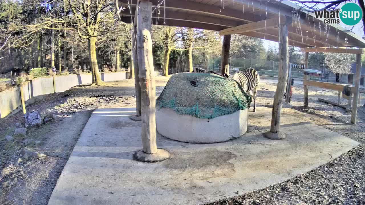 Live webcam Les zèbres in Ljubljana ZOO – Slovénie