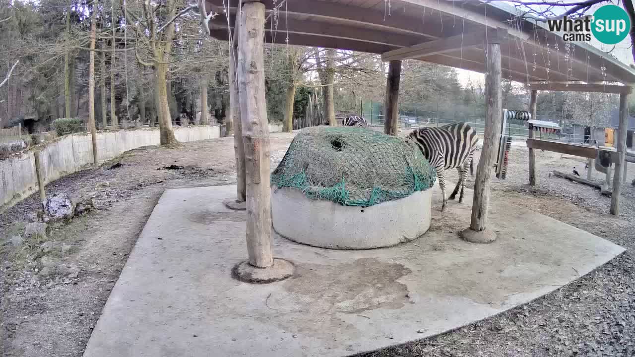 Camera en vivo Cebras in Ljubljana ZOO – Eslovenia