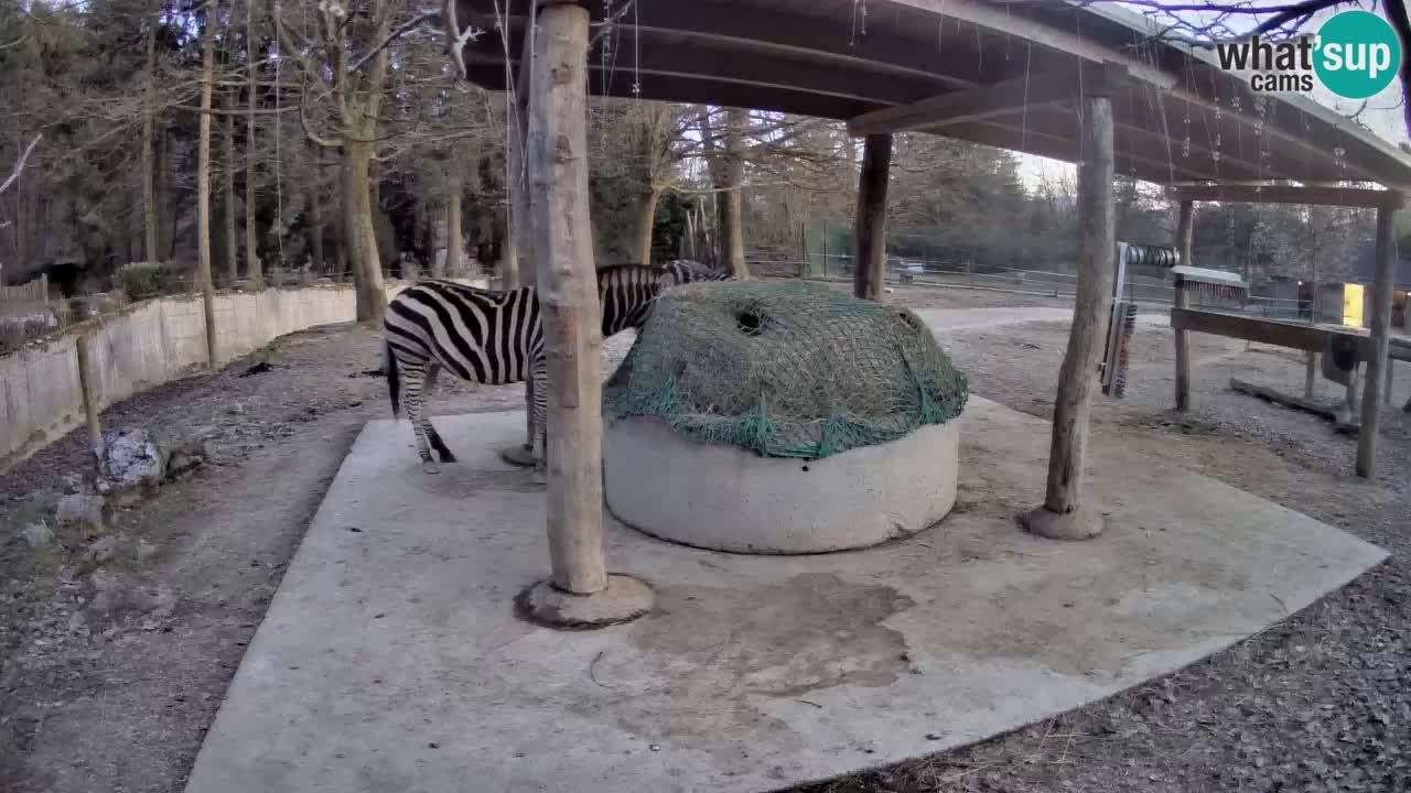 Camera en vivo Cebras in Ljubljana ZOO – Eslovenia