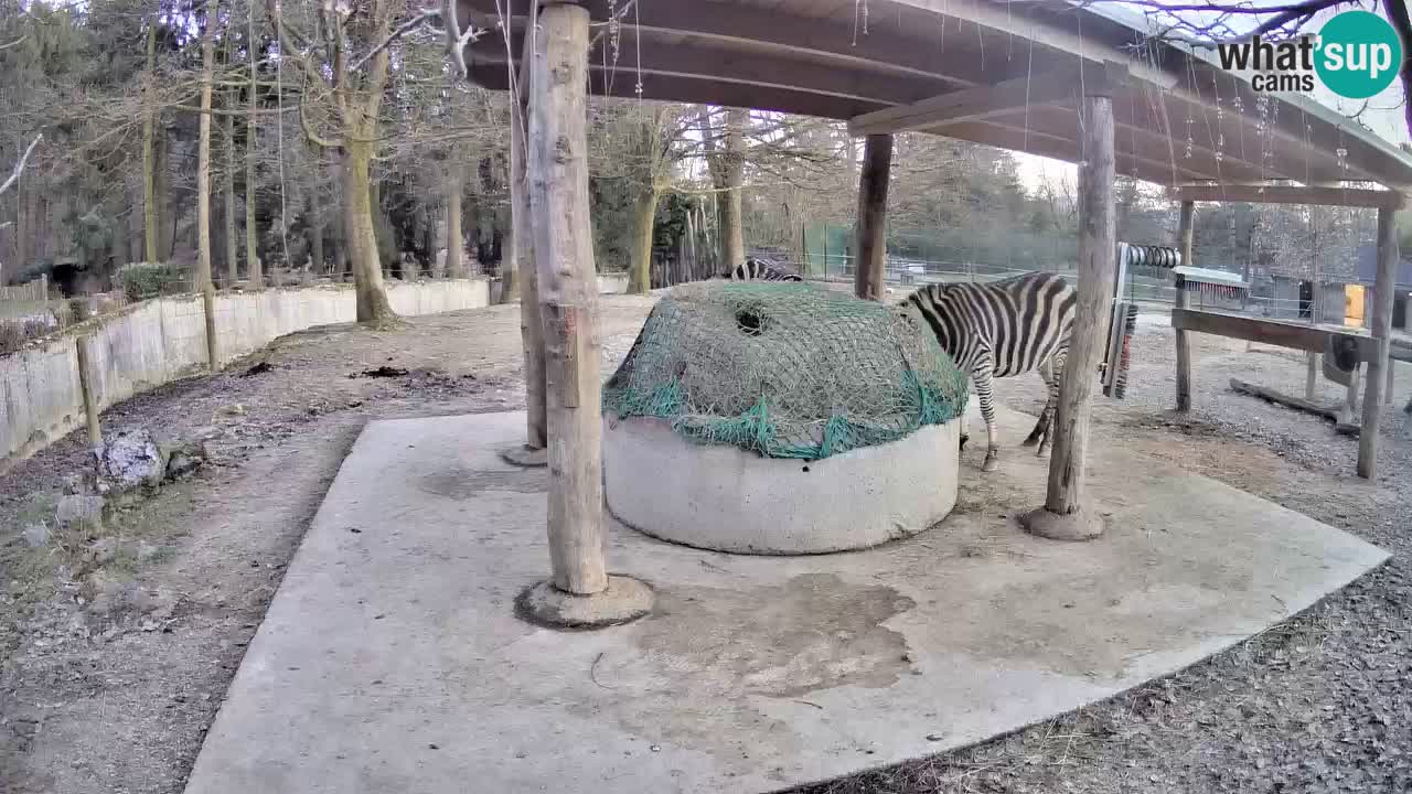 Zebre v živo v živalskem vrtu Ljubljana ZOO spletne kamere