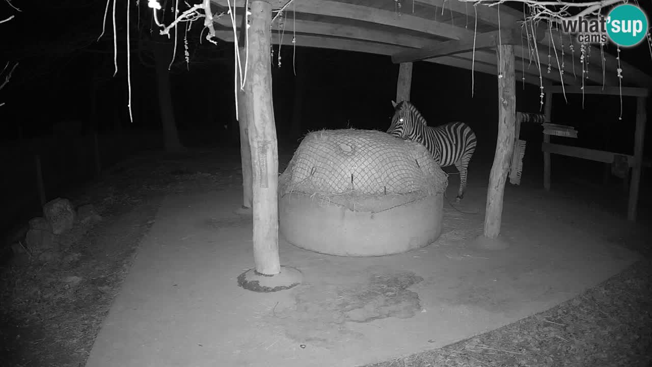 Zebre v živo v živalskem vrtu Ljubljana ZOO spletne kamere