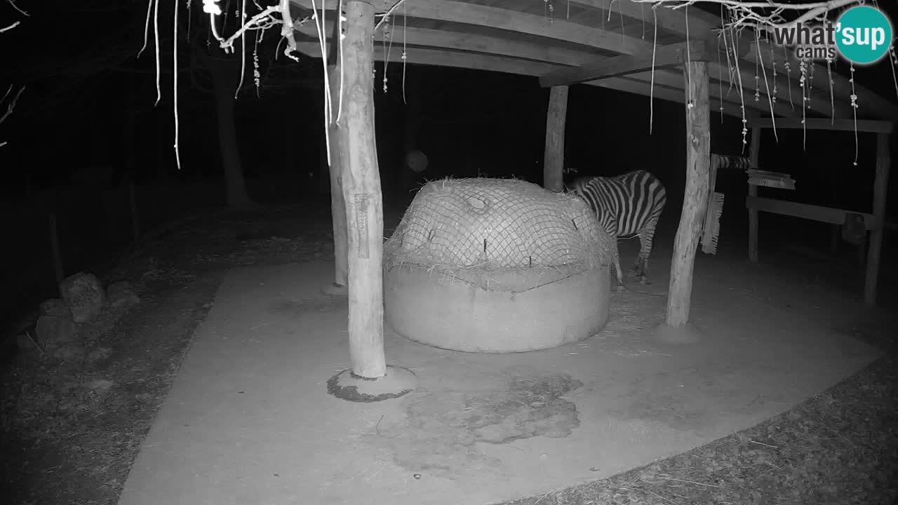 Live webcam Zebras in Ljubljana ZOO – Slovenia