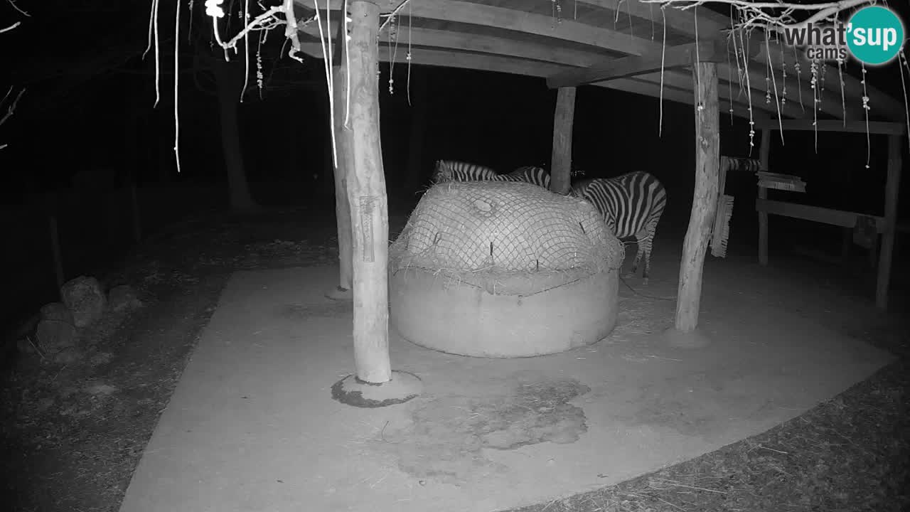 Live webcam Zebras in Ljubljana ZOO – Slovenia