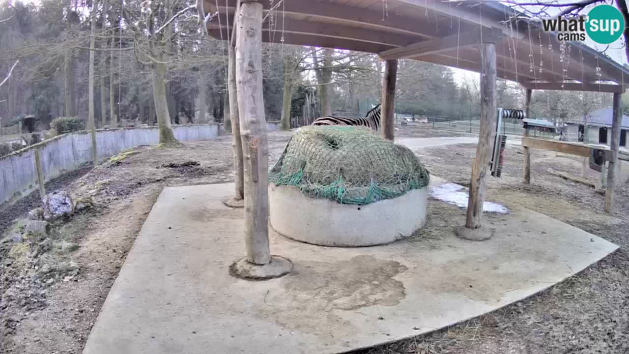 Live webcam Les zèbres in Ljubljana ZOO – Slovénie