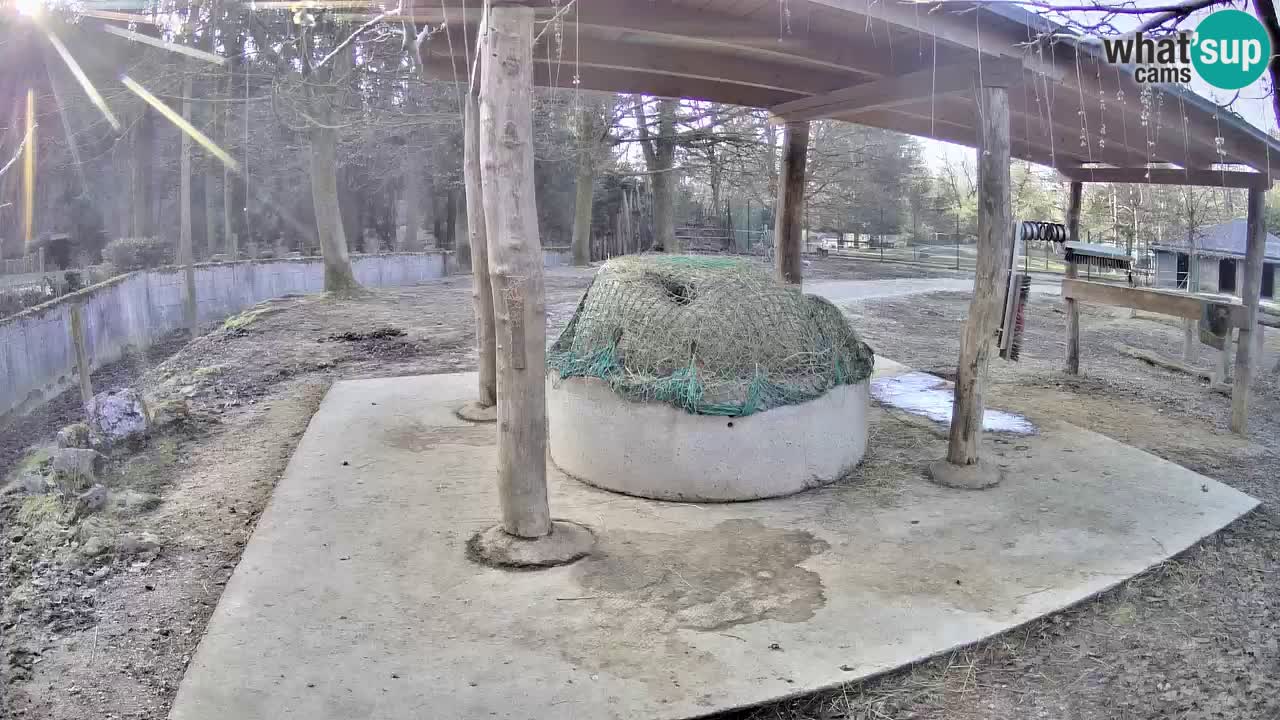 Live Webcam Zebras in Ljubljana ZOO – Slowenien