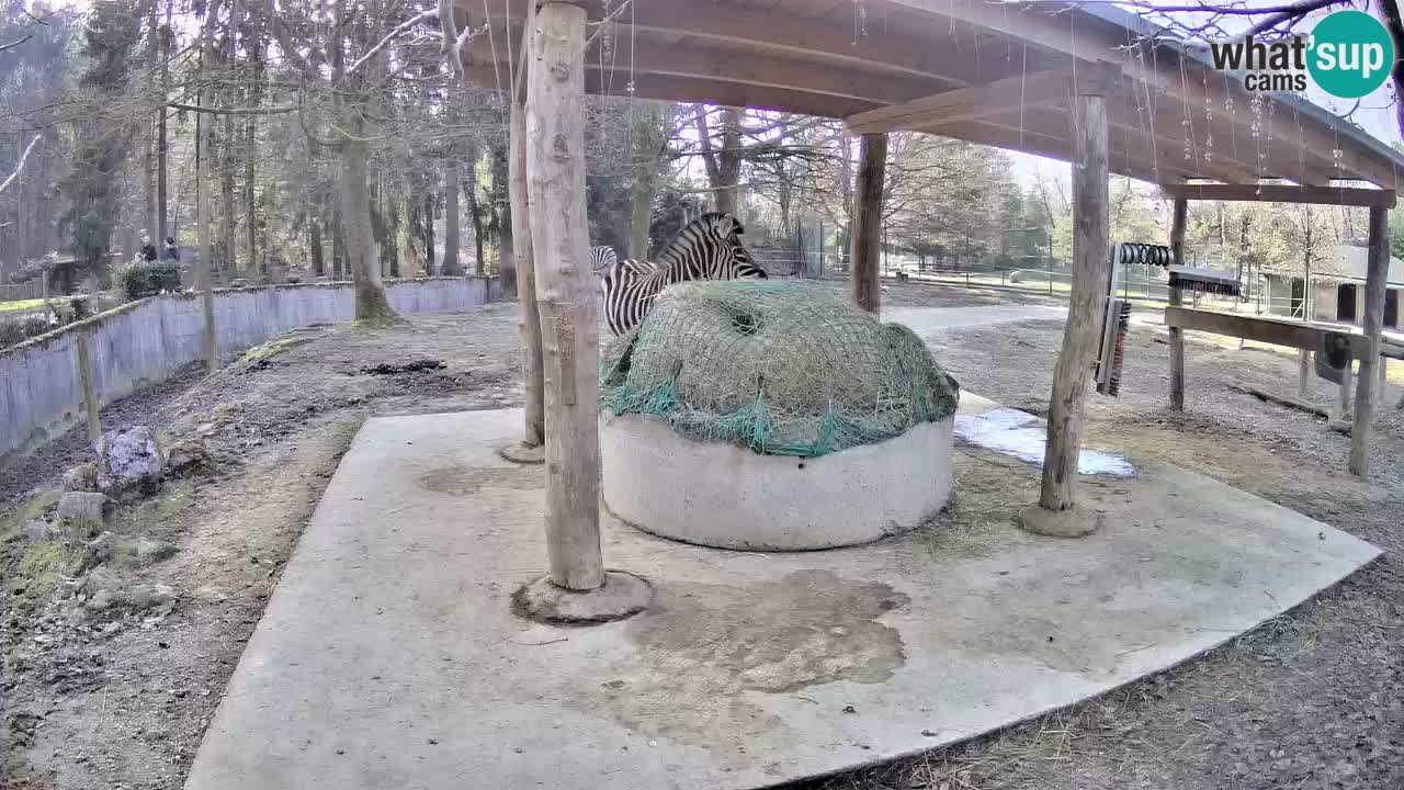 Le Zebre nello ZOO di Ljubljana – Slovenia Live webcam